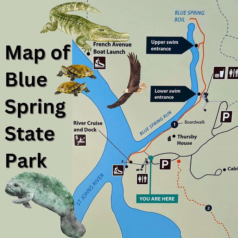 14 Must-Do Activities at Blue Spring State Park – Walk and Paddle