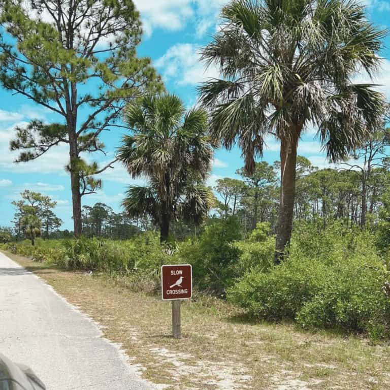 Visitor’s Guide to Oscar Scherer State Park – Walk and Paddle