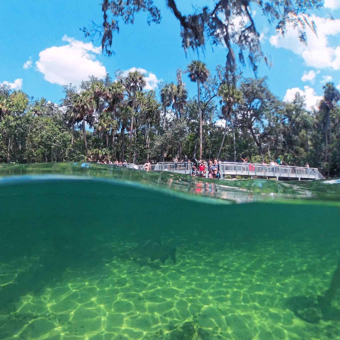 Half-underwater view at Blue Spring State Park showing clear green spring water below and a crowd on the swim platform above.