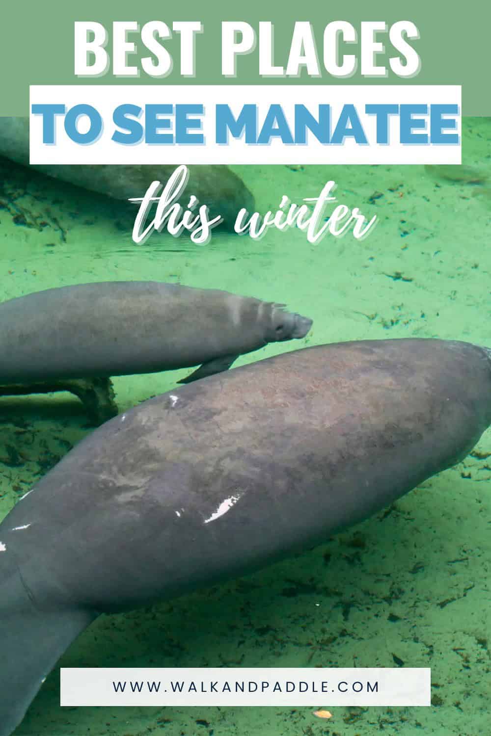 Two manatees swimming in clear green water, with text overlay reading “Best Places to See Manatee This Winter” from Walk and Paddle.