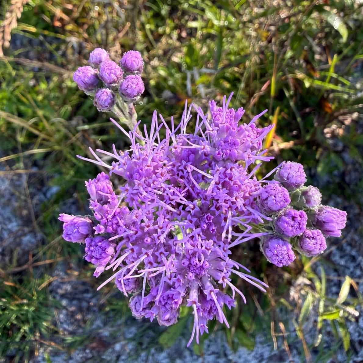 Close-up of bright purple Florida paintbrush wildflower blooming among green grasses at D Ranch Preserve.