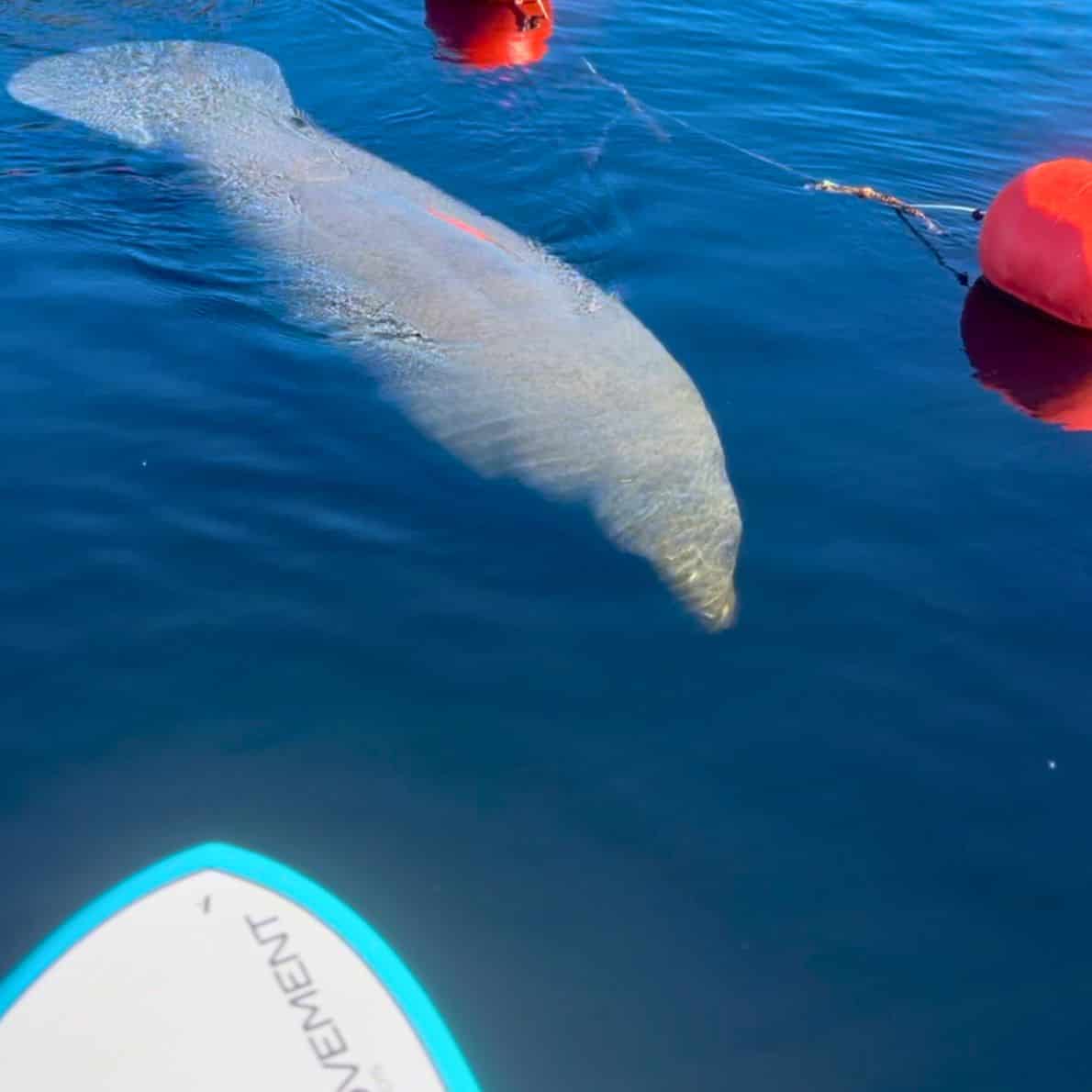 Manatee swimming near red buoys in the clear blue water of the St. Johns River.