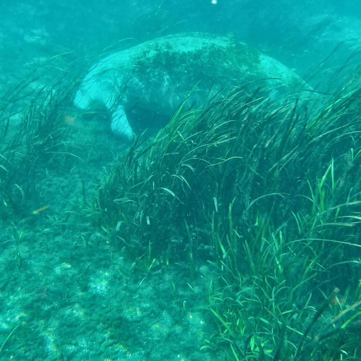 Manatee resting underwater among seagrass in the clear water at Silver Springs State Park.