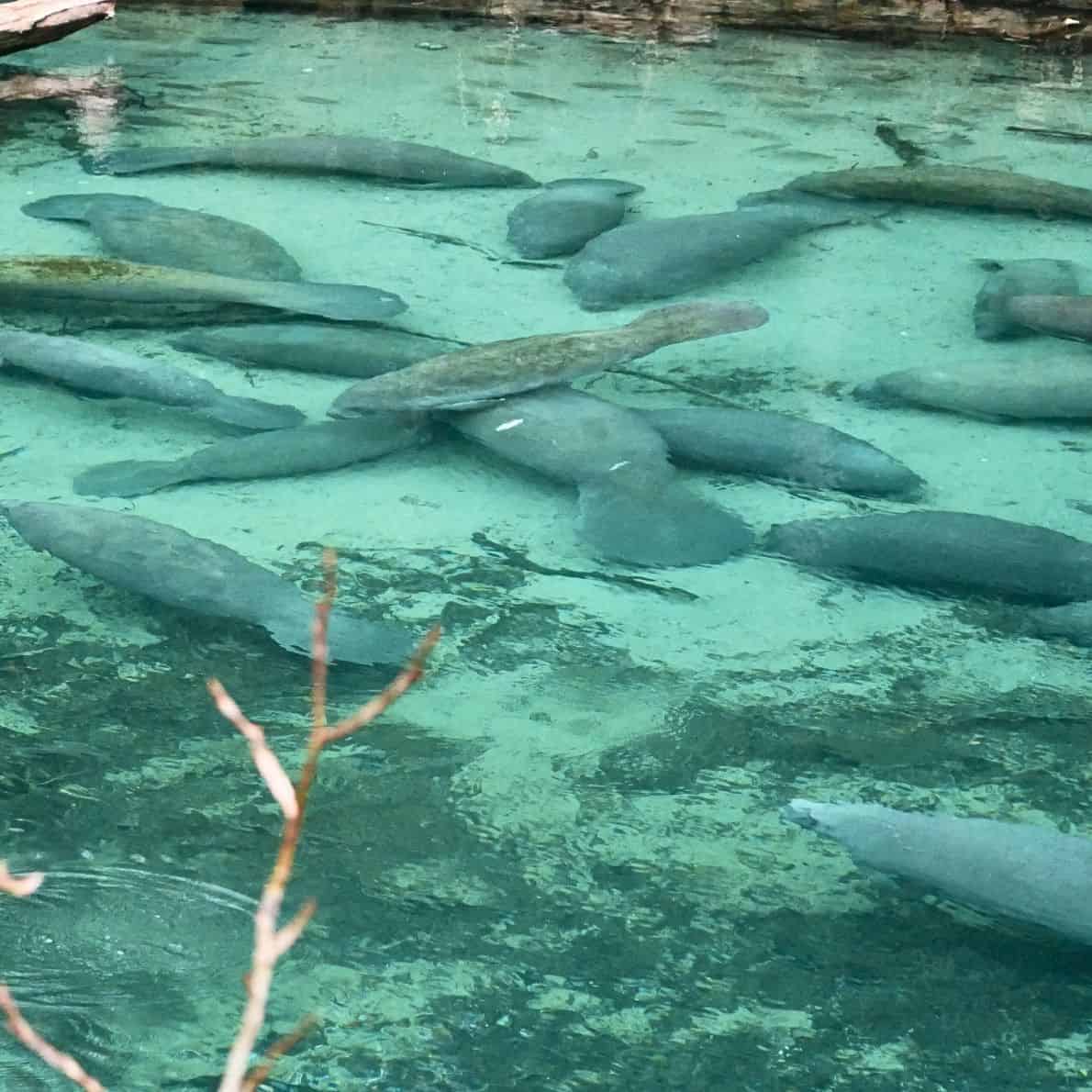 Group of manatees gathered in the clear turquoise spring run at Blue Spring State Park.
