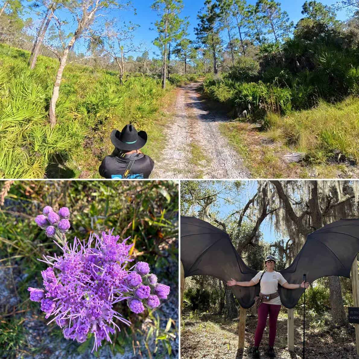 Collage of hiking at D Ranch Preserve with a man on a sandy trail, close-up of Florida paintbrush wildflowers, and a woman posing with bat-shaped wings display among oak trees.