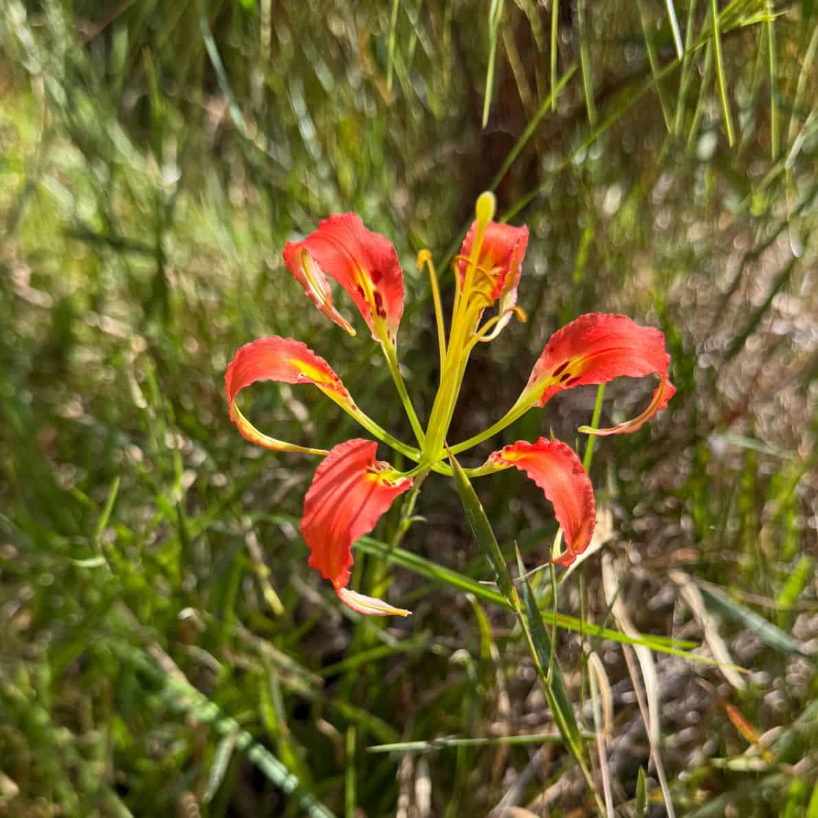Close-up of a red pine lily in bloom surrounded by green grasses at D Ranch Preserve.