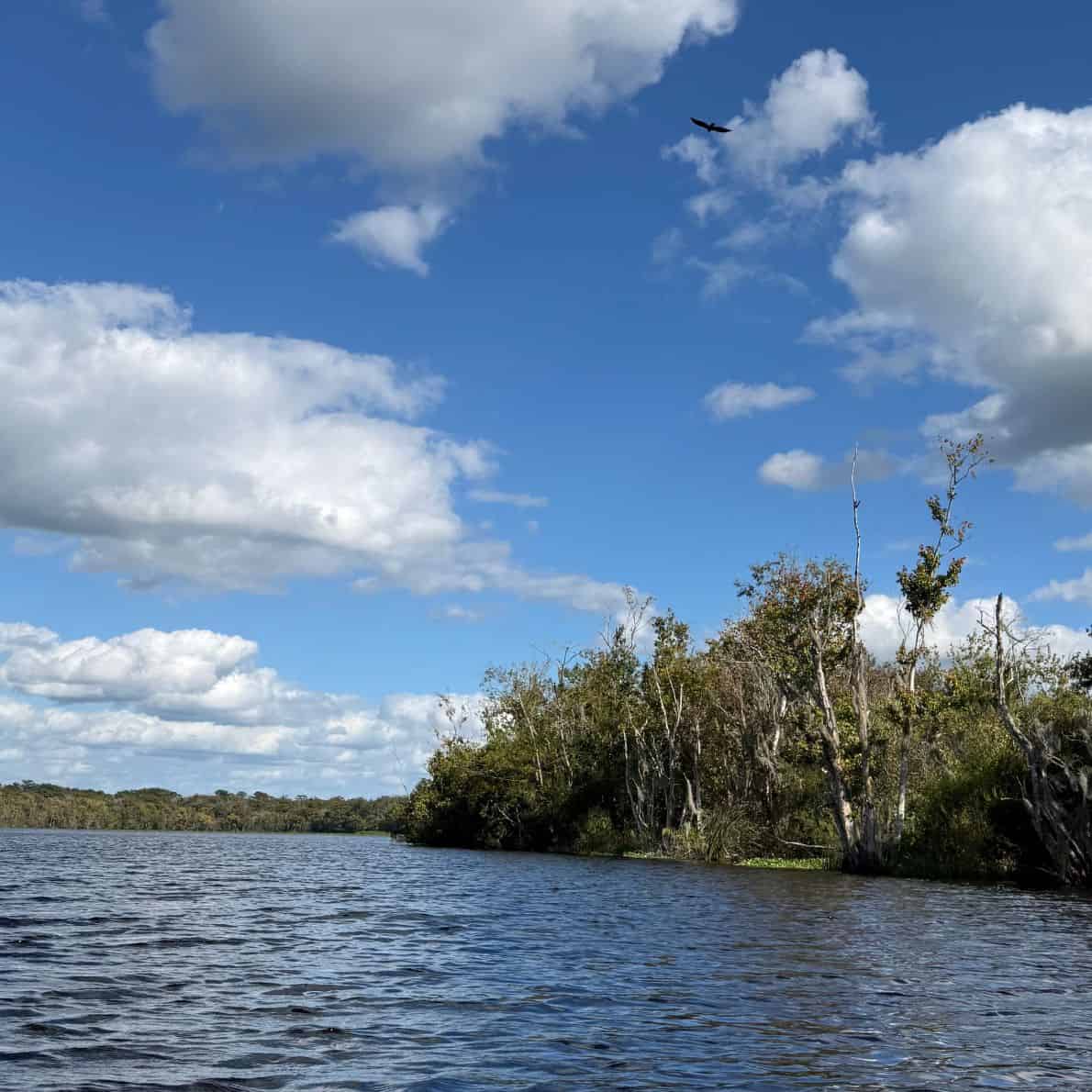 Tree-lined shoreline of the spring run at De Leon Springs State Park under a blue sky.