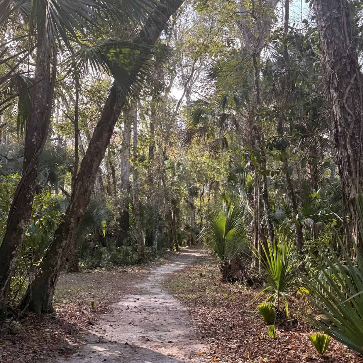 Shaded dirt hiking trail lined with palmettos and trees at De Leon Springs State Park.
