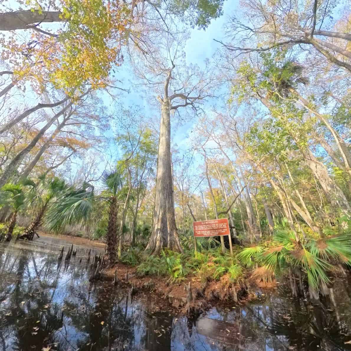 Old Methuselah cypress tree rising from shallow water at De Leon Springs State Park, with palms and a park sign nearby.