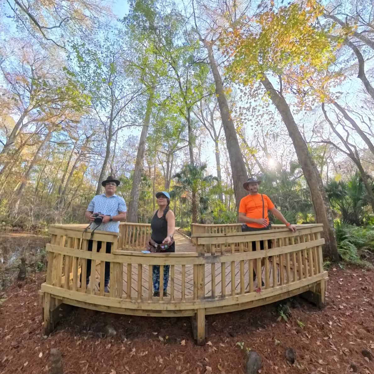 Three adults standing on a wooden overlook viewing Old Methuselah cypress tree at De Leon Springs State Park.