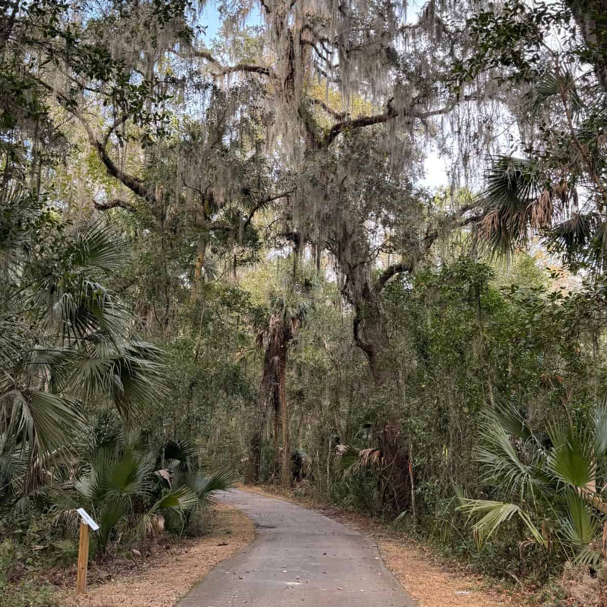 Paved nature trail curving through palmettos and moss-draped oak trees at De Leon Springs State Park.