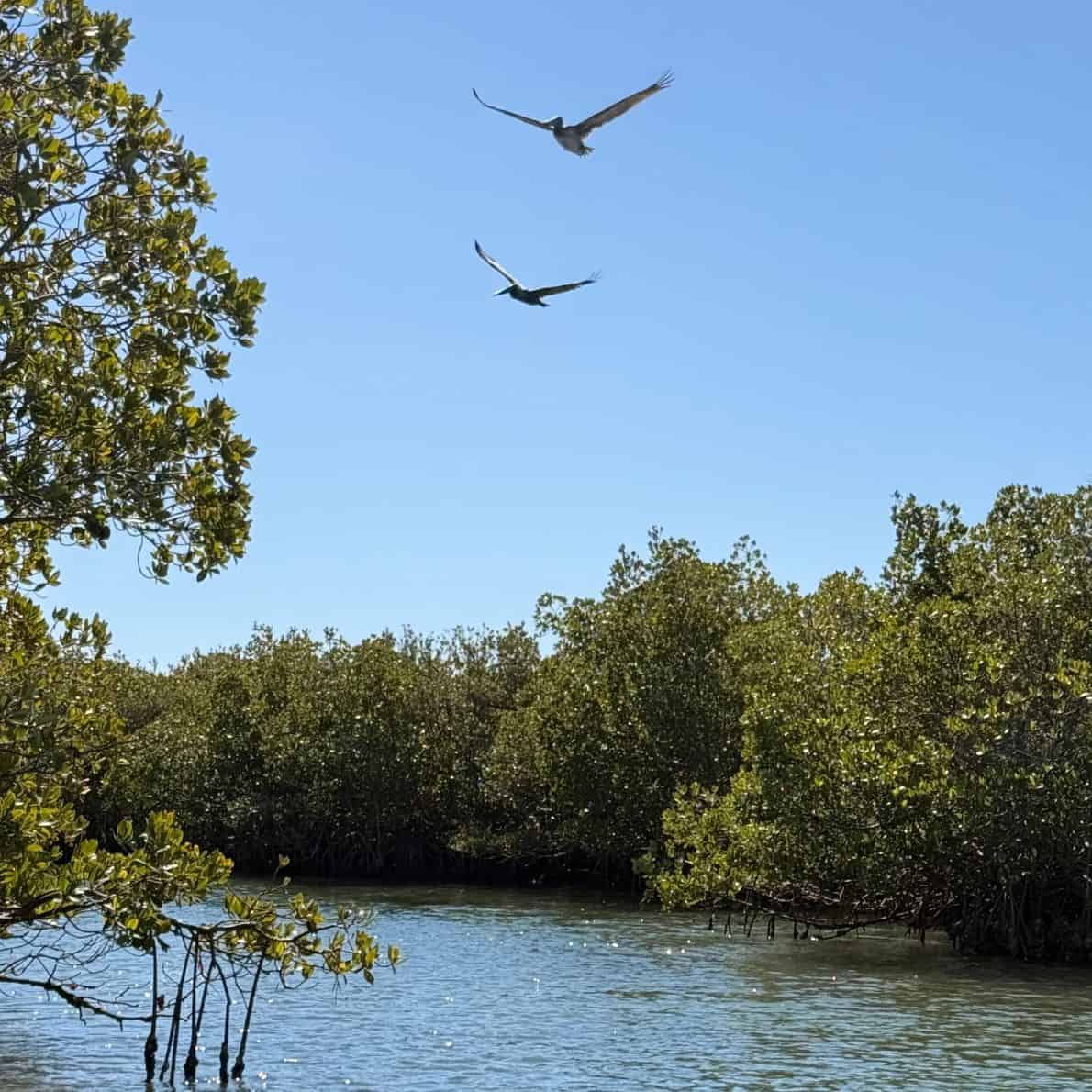 Two pelicans flying above mangroves at Callalisa Creek under a clear blue sky.