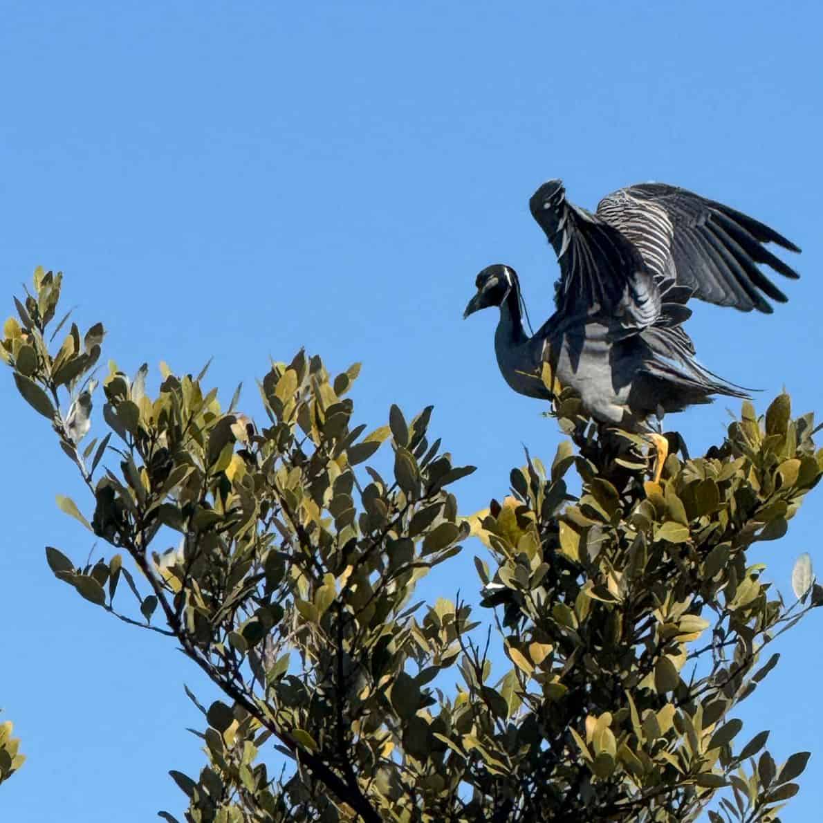 Yellow-crowned night heron perched on mangrove branches at Callalisa Creek, wings partly open.