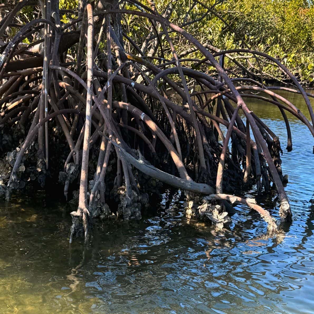 Red mangrove roots with oyster clusters at the waterline in Callalisa Creek, New Smyrna Beach.
