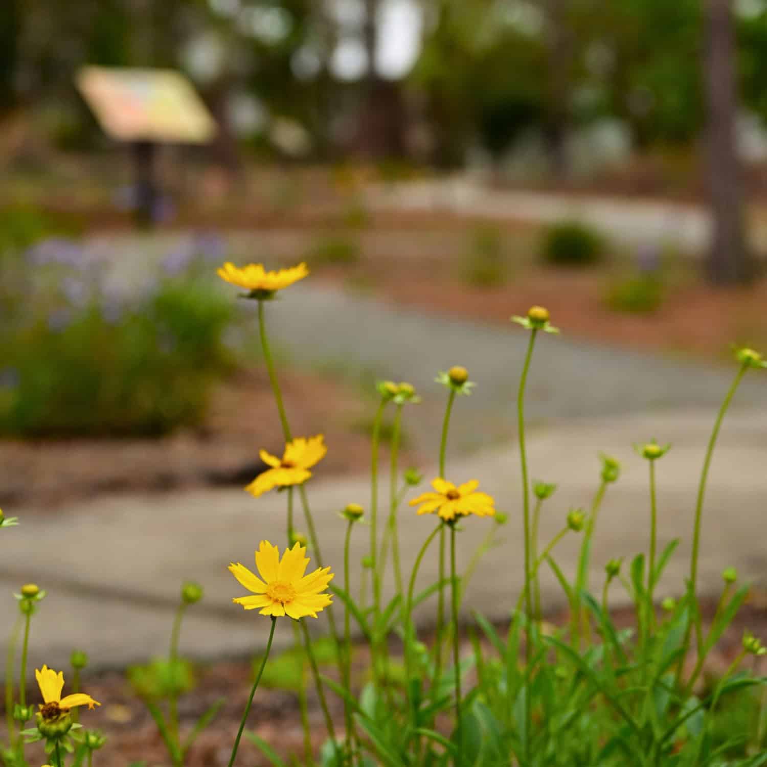 ellow wildflowers blooming along a garden path with soft focus background