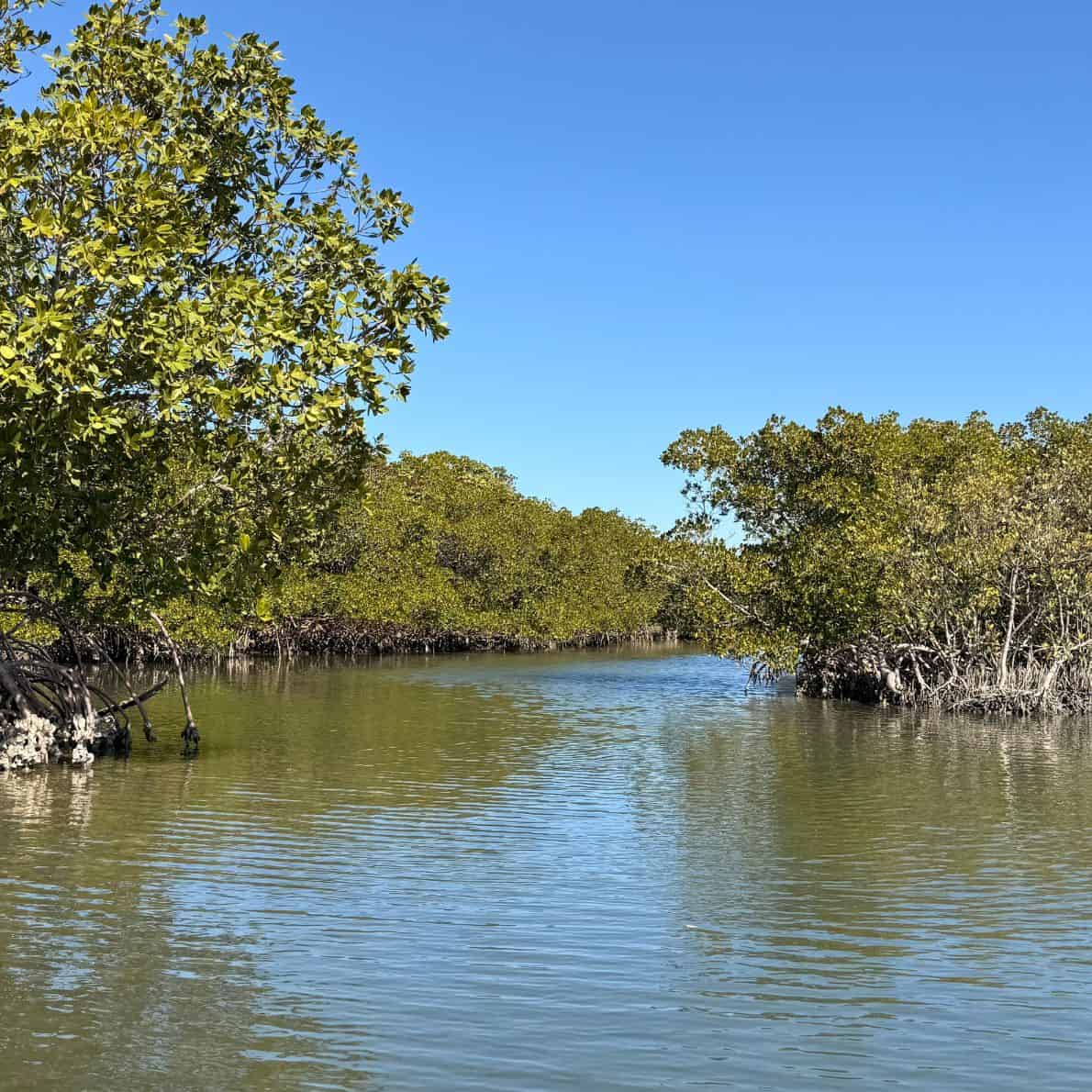 Mangrove-lined waterway at Callalisa Creek in New Smyrna Beach, Florida.