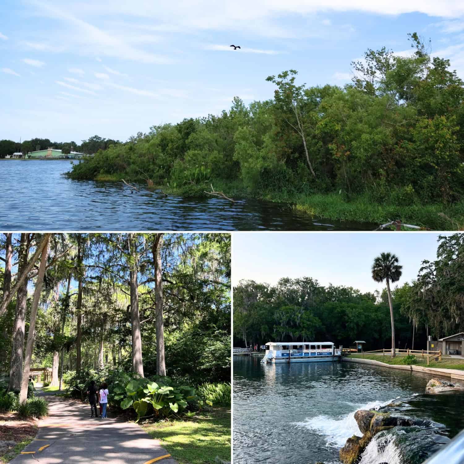 Collage of a Florida waterway, a shaded walking path, and a spring with a tour boat.